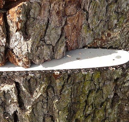 NJ Tree Trimming Service, Tree Removal, Crane Service NJ