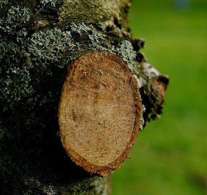 NJ Tree Trimming Service, Tree Removal, Crane Service NJ