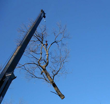 NJ Tree Trimming Service, Tree Removal, Crane Service NJ