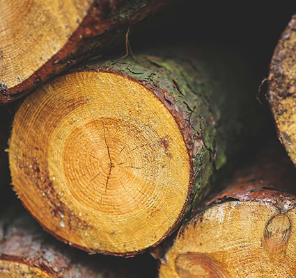 NJ Tree Trimming Service, Tree Removal, Crane Service NJ