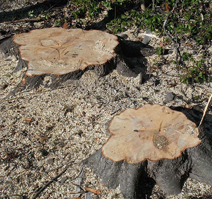 NJ Tree Trimming Service, Tree Removal, Crane Service NJ